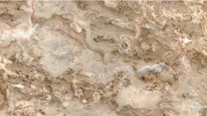 Perlato Svevo marble: fossil shell forms on mottled pinkish beige and grey