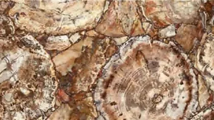 Petrified Wood panel: fossilised trunk cross-sections showing growth rings in tan and rust