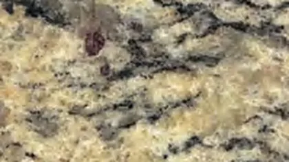 Santa Cecilia granite slab: black streaks and burgundy garnets on creamy gold